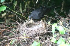 Amsel-3-Tag-8.jpg